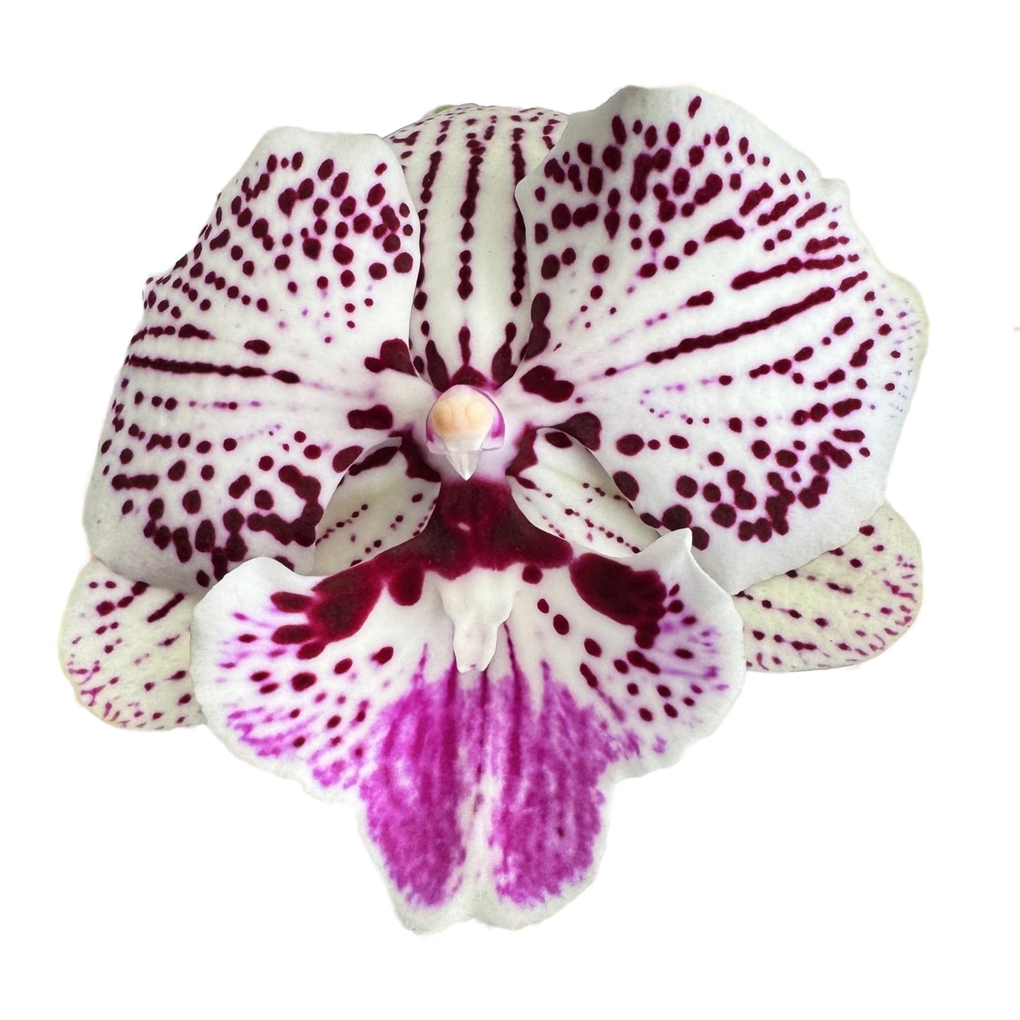 Phalaenopsis Orchid | Signature World