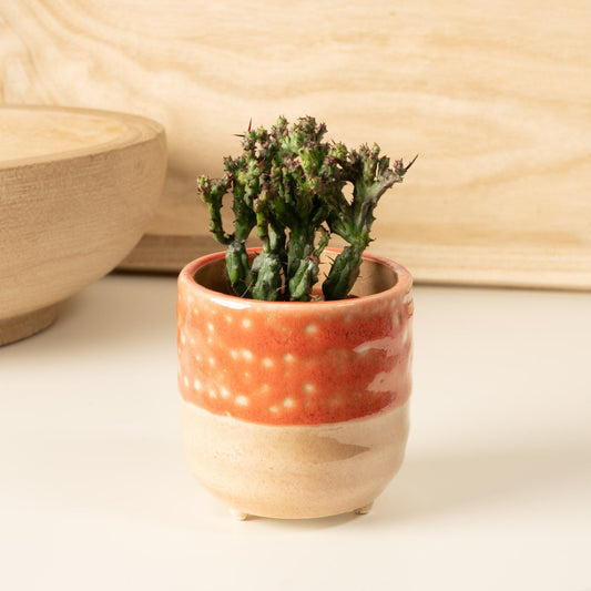 Pincushion Plant | Cristata Coral | Indoor Succulent Plants