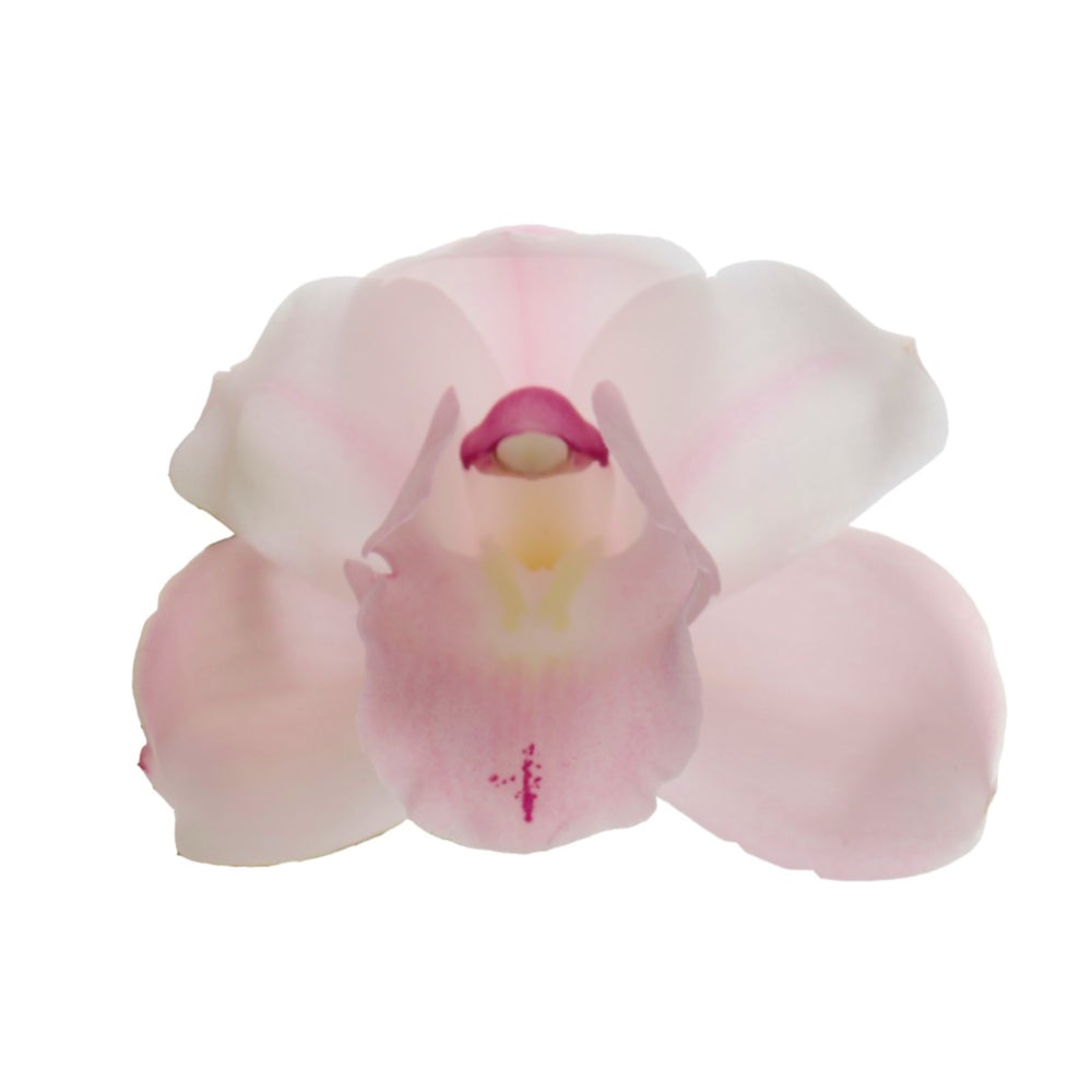 Cymbidium Orchid | Pink Bell