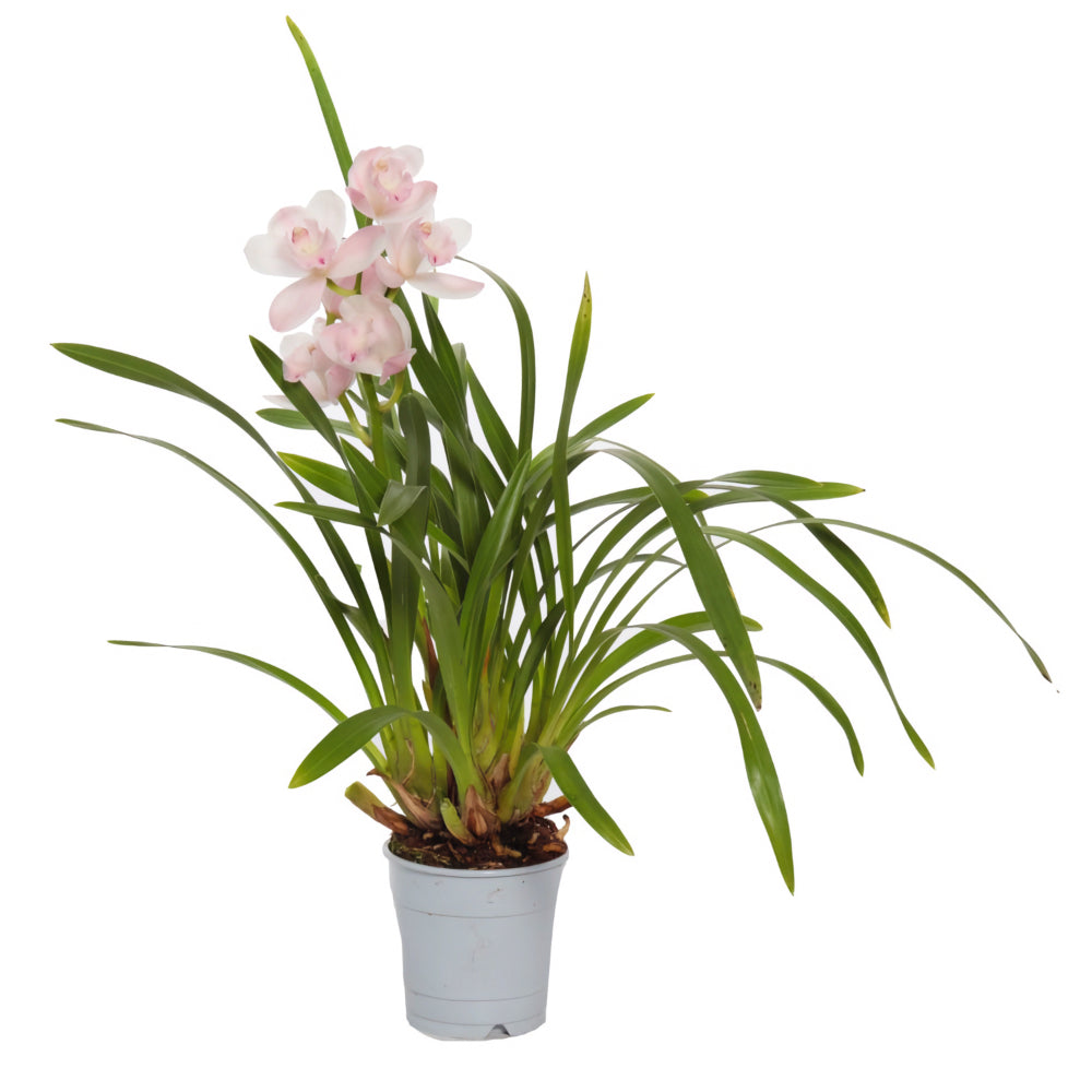 Cymbidium Orchid | Pink Bell