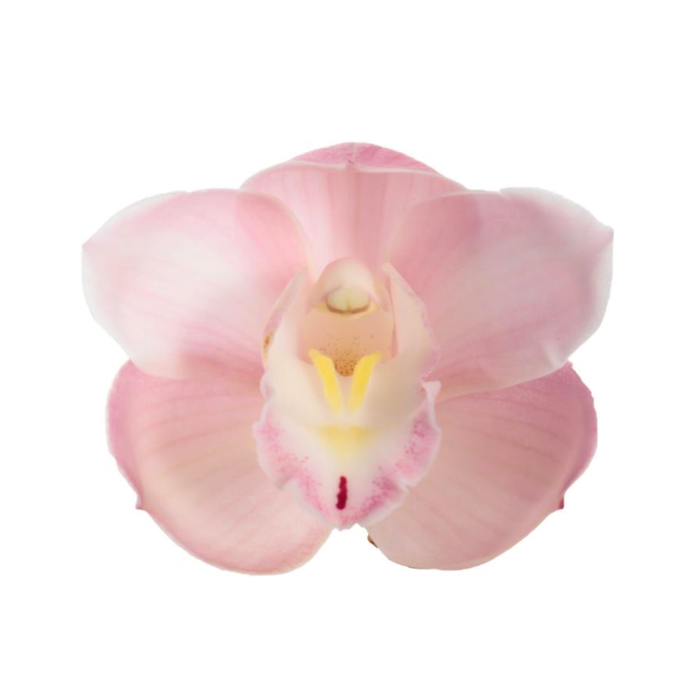 Cymbidium Orchid | Paddy Pink