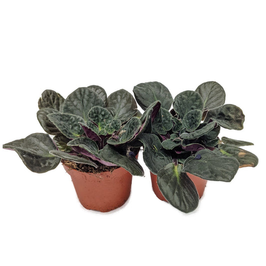 Rescue Me! African Violets | Clearance Plants