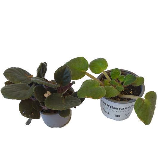 Rescue Me! African Violets | Potted Houseplants