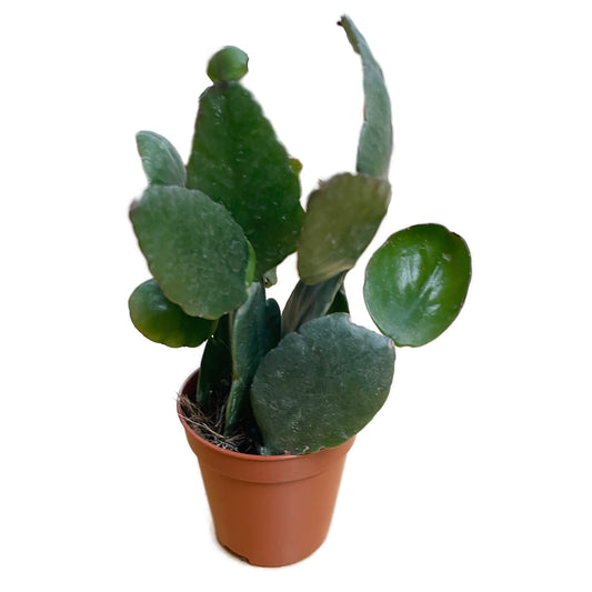 Mistletoe Cactus | Pachyptera Rubra | Potted Houseplants