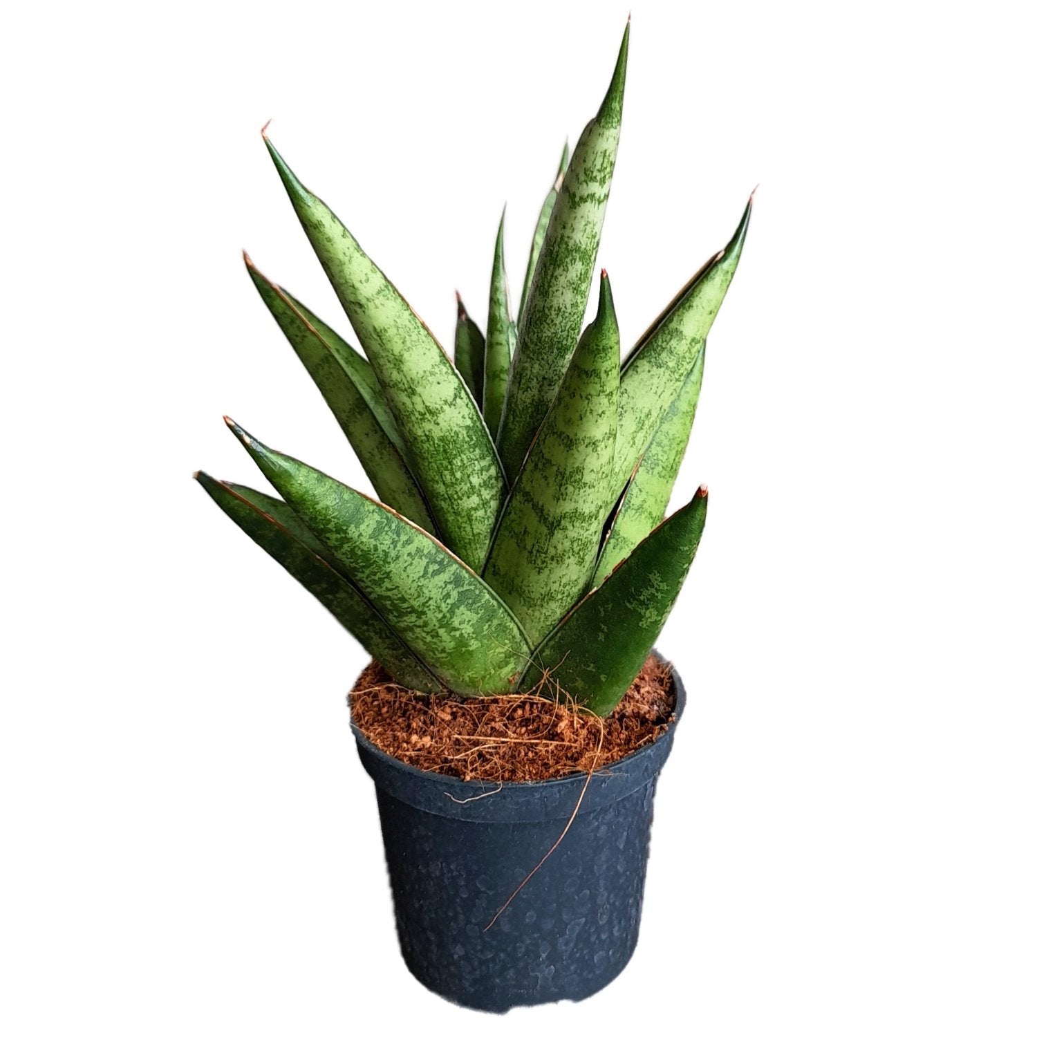 Snake Plant | Starshooter