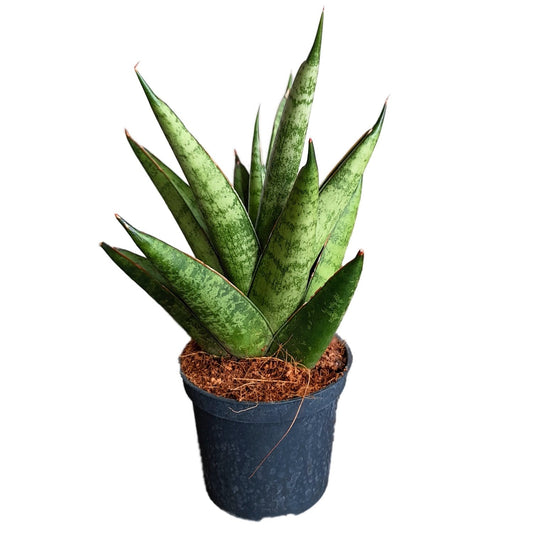 Snake Plant | Starshooter | Potted Houseplants