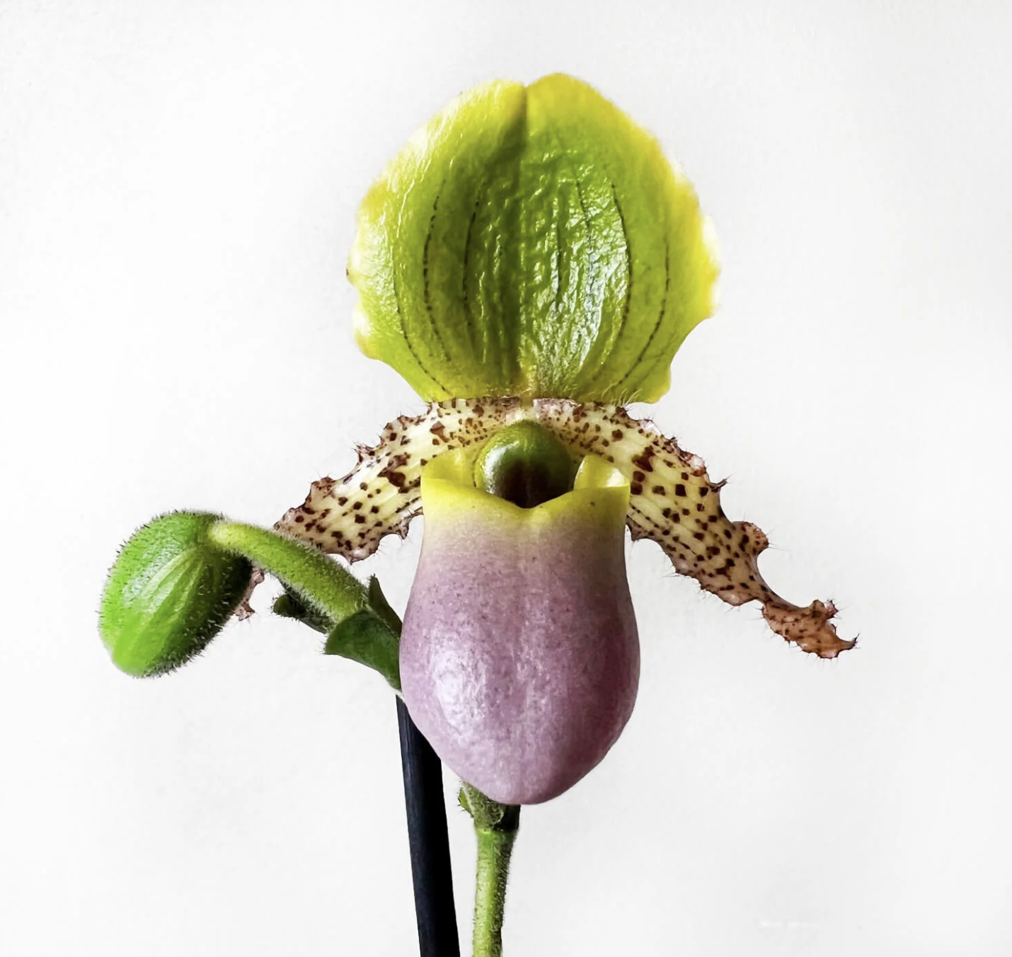 Venus Slipper Orchid | Pinocchio
