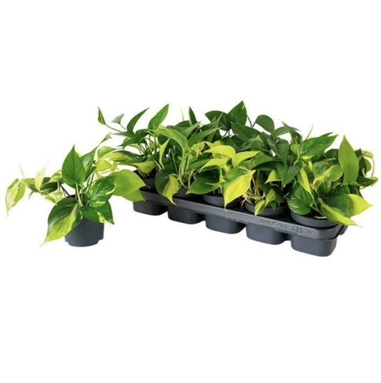 *New* Devil's Ivy | Tricolour | Golden Pothos | Potted Houseplants