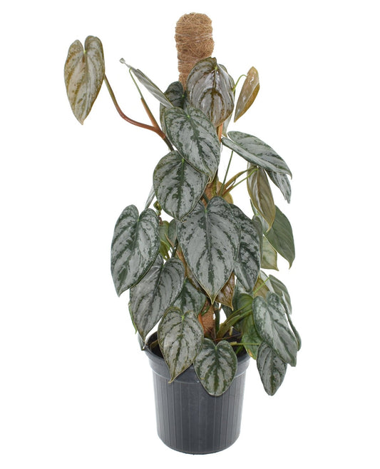 Silver Leaf Philo | Brandtianum | Potted Houseplants