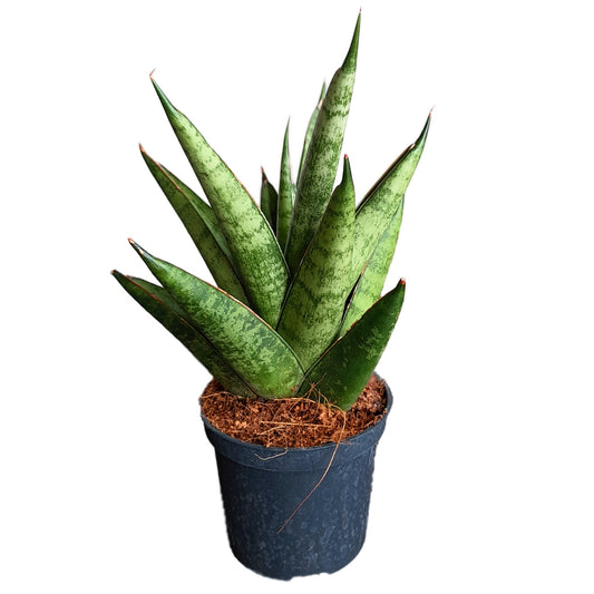 Snake Plant | Starshooter | Snake Plants