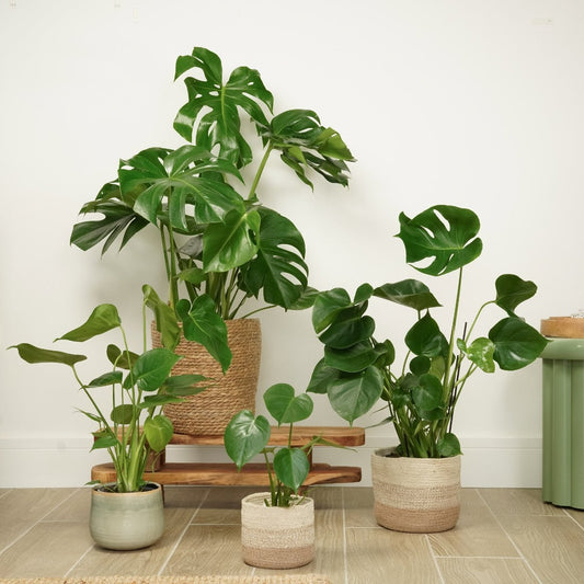 Swiss Cheese Plant | Houseplant Moving Sale