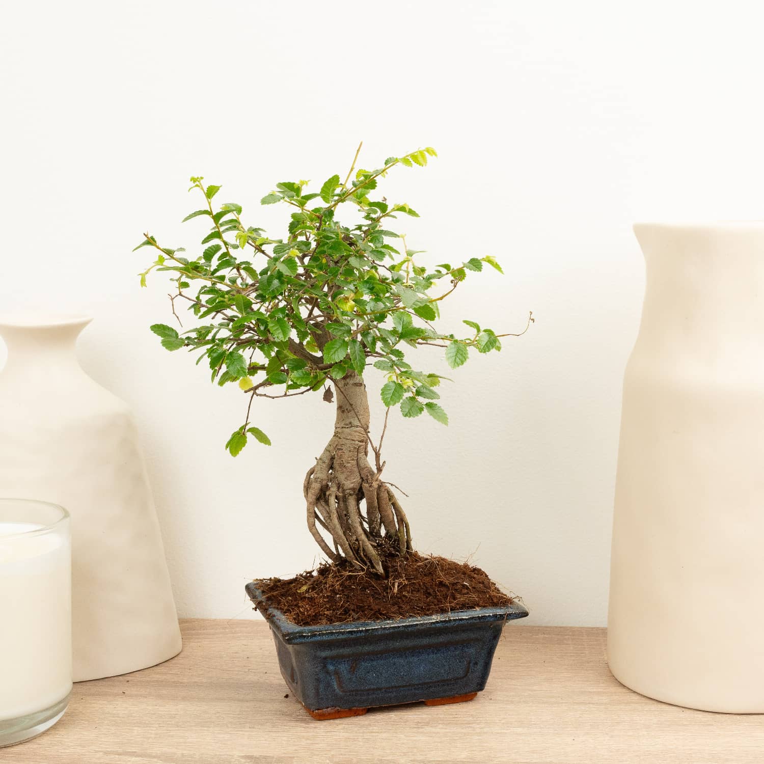 Zelkova | Bonsai