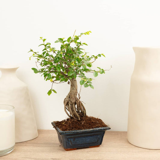 Zelkova | Bonsai | Potted Houseplants