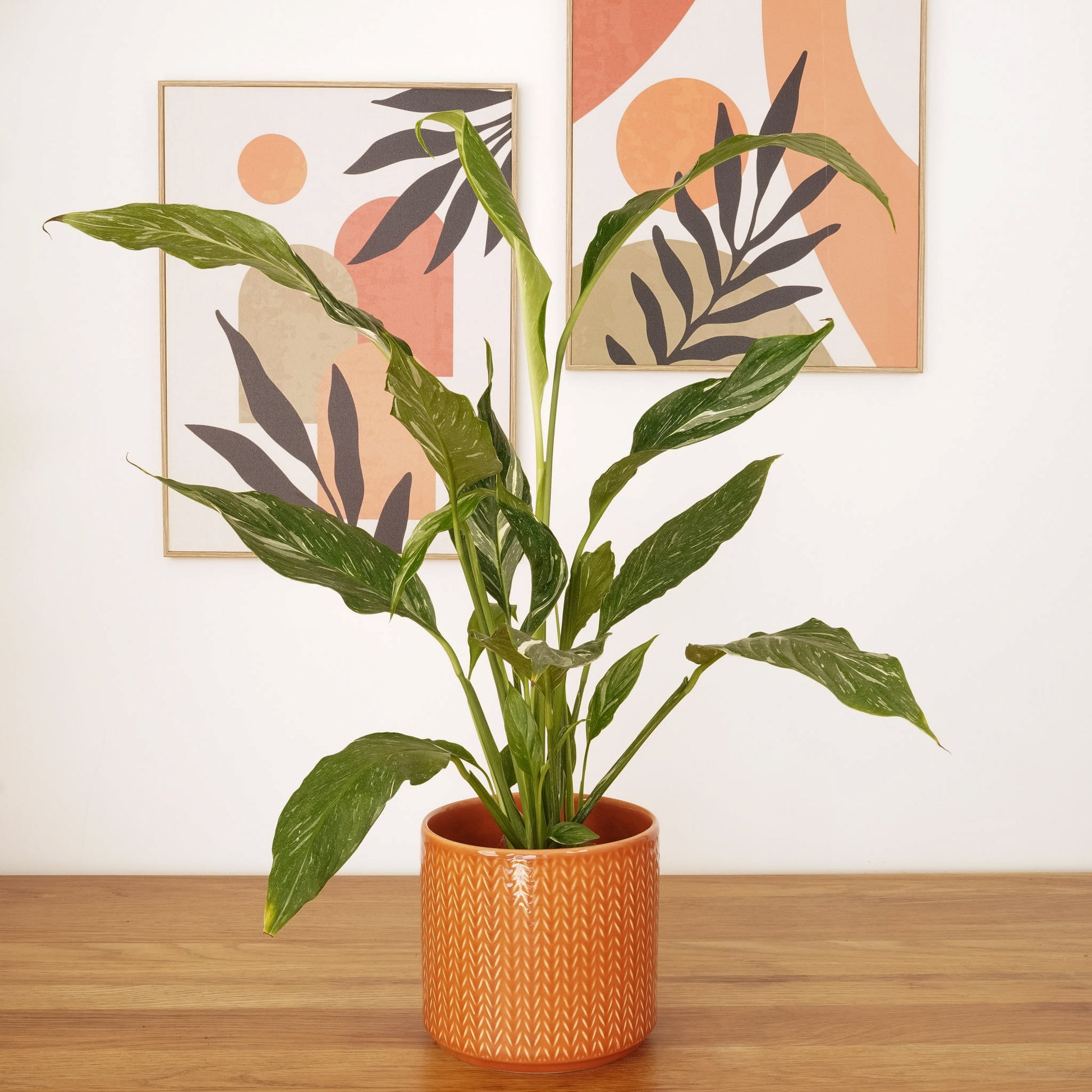 Peace Lily | Variegated Diamond