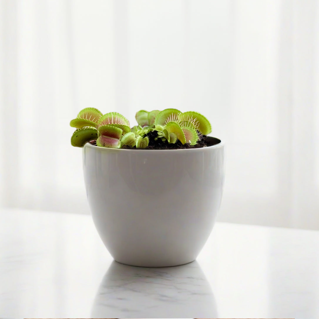 Venus Fly Trap