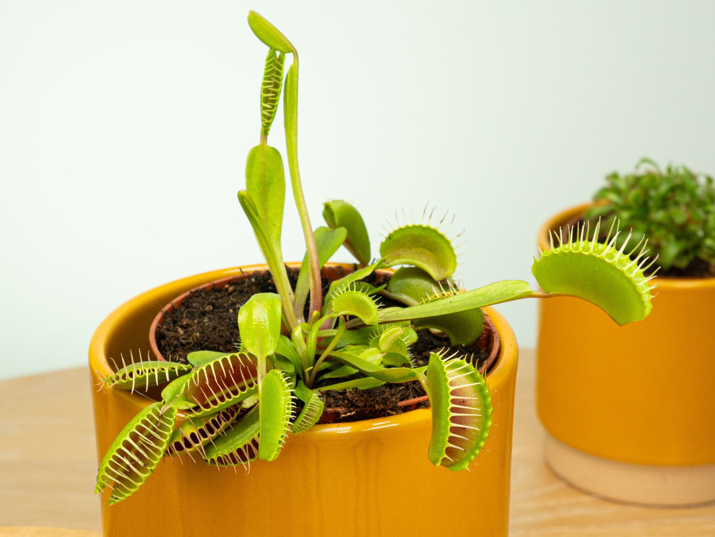 Venus Fly Trap