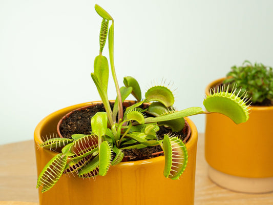 Venus Fly Trap | Potted Houseplants