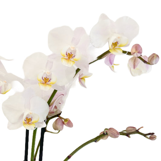 Phalaenopsis Orchid | Sons Weiss | Potted Houseplants