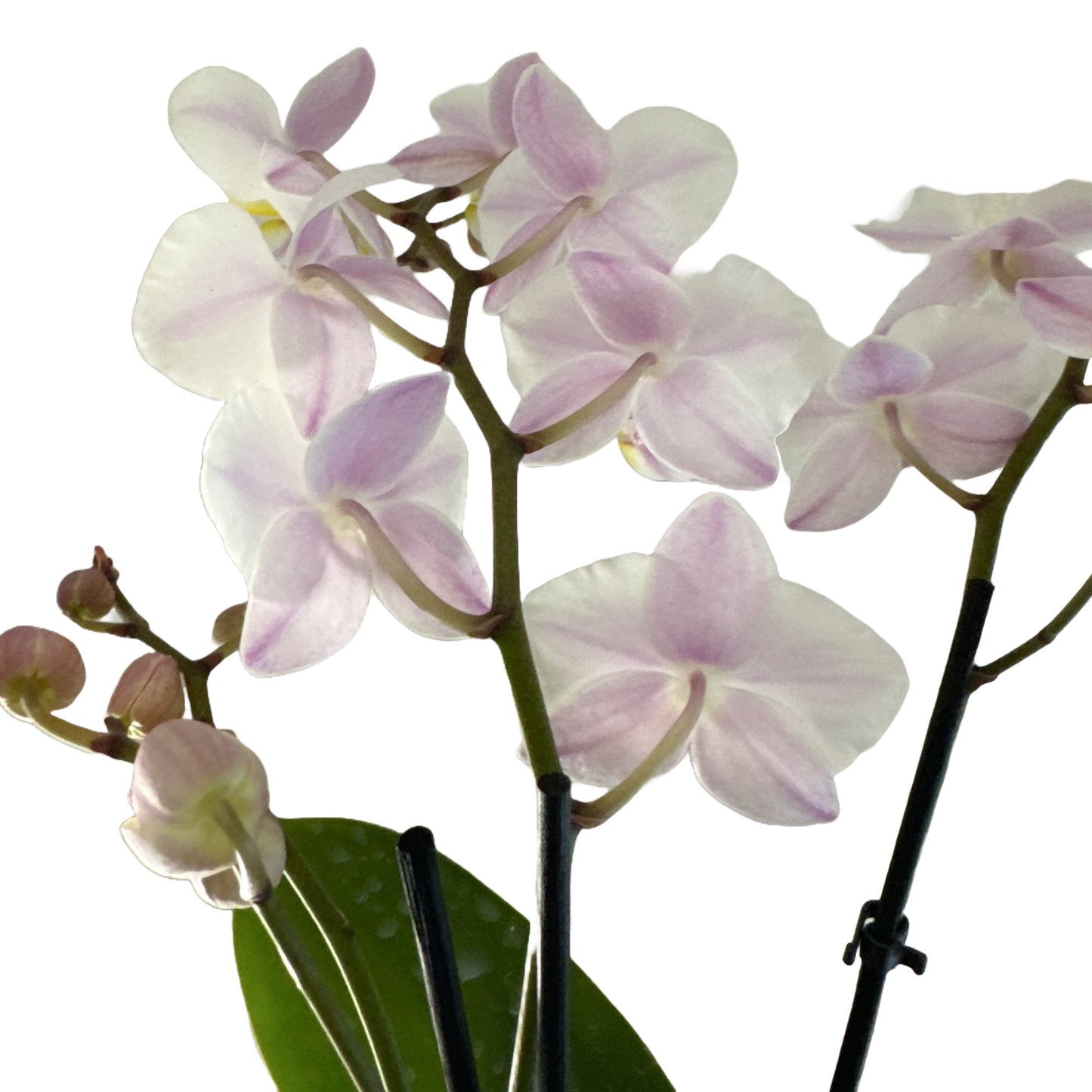 Phalaenopsis Orchid | Sons Weiss