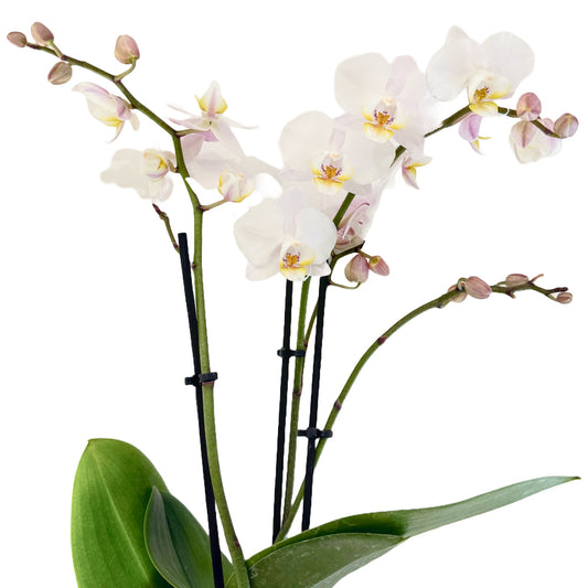 Phalaenopsis Orchid | Sons Weiss | Indoor Plants