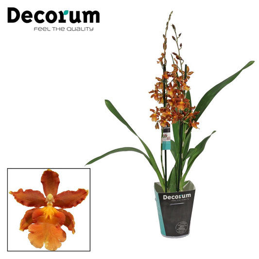 Cambria Orchid | Catatante Orange | Potted Houseplants