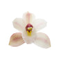 Cymbidium Orchid | Yuki