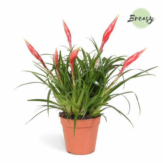 Vriesea Flaming Sword | Astrid | Potted Houseplants