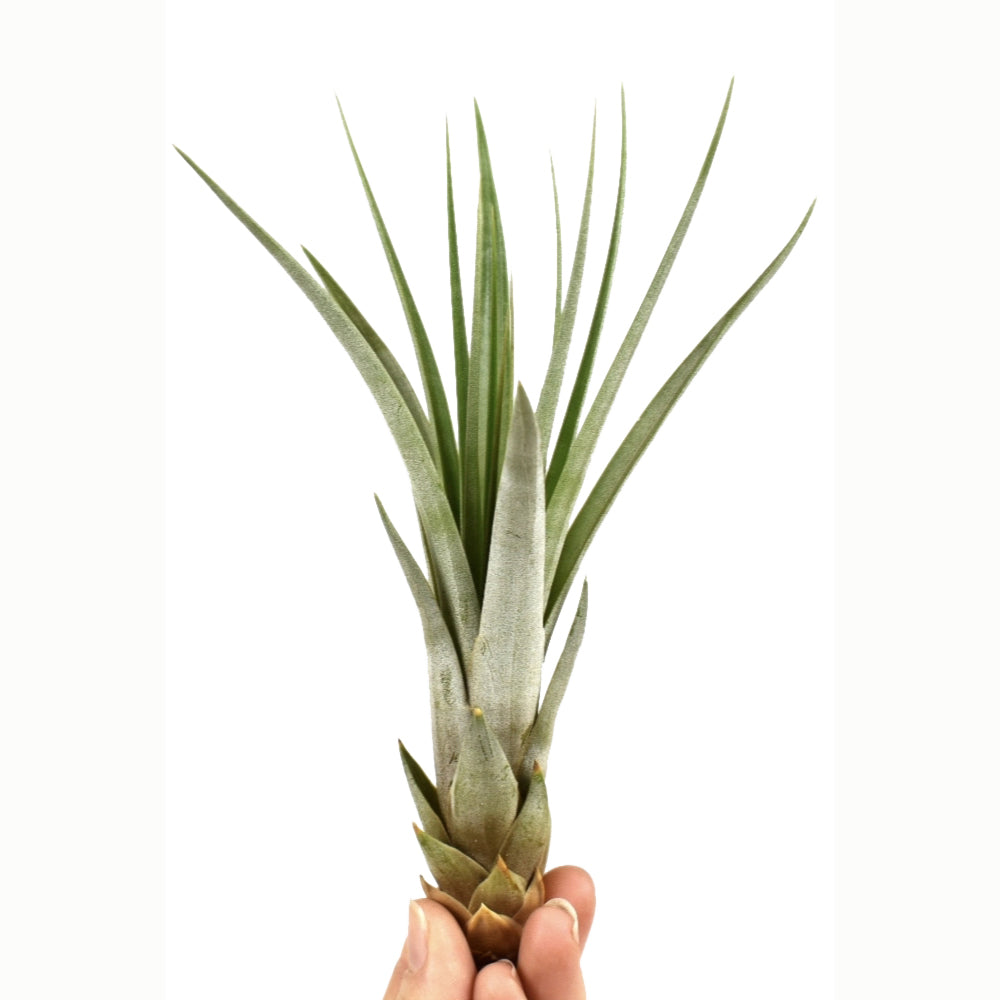 Air Plant | Fasciculata