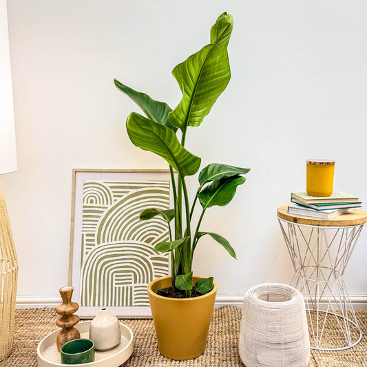 Bird Of Paradise | White | Potted Houseplants