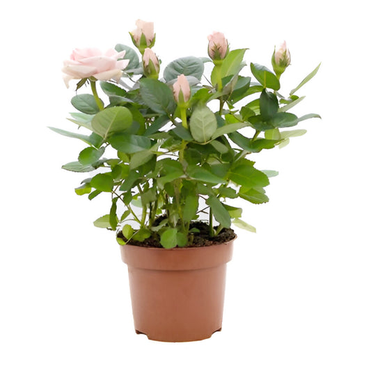 Flowering Rose | Blush Pink | Potted Houseplants