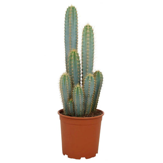 Blue Torch Cactus | Potted Houseplants