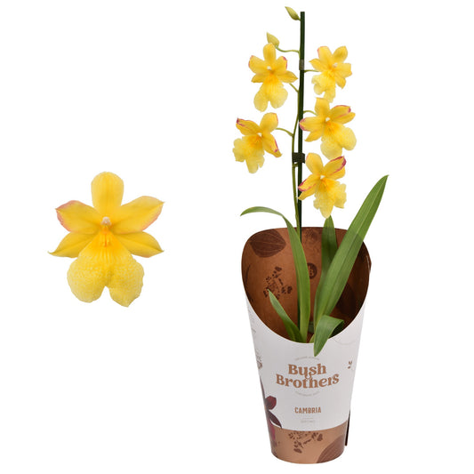 Burrageara Orchid | Nelly Isler Yellow | Valentine's Day Plants & Gifts