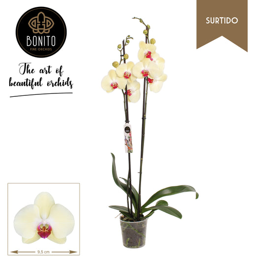 Phalaenopsis Orchid | Amalfi | Potted Houseplants