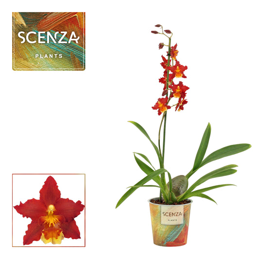 Cambria Orchid | Red Sun | Potted Houseplants