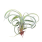 Air Plant | Curly Slim