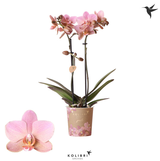 Phalaenopsis Orchid | Treviso | Potted Houseplants