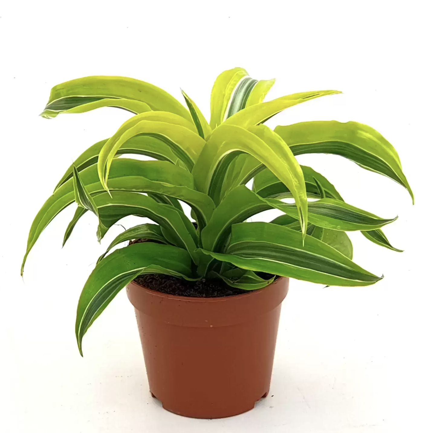 Corn Plant | Lemon Surprise & Dracaena Fragrans & Houseplant UK