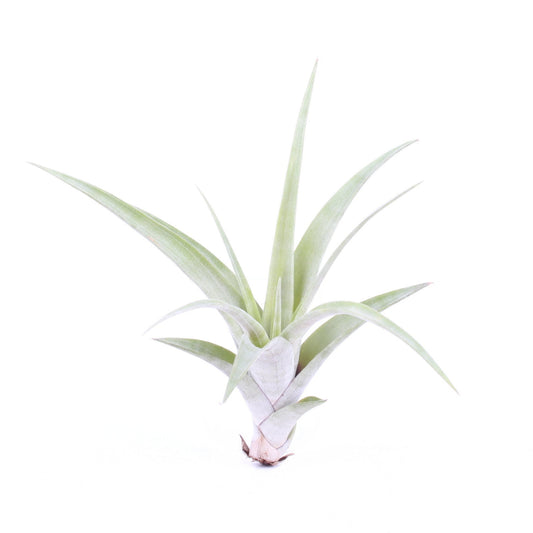 Air Plant | Flexuosa | Potted Houseplants