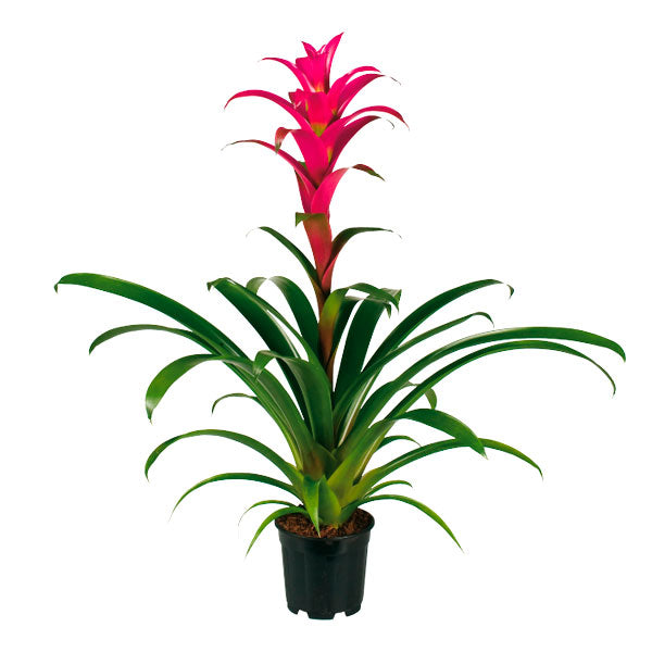 Bromeliad | Guzmania | Deep Pink