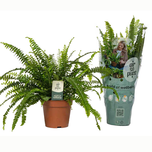 Boston Fern | Green Lady | Indoor Fern Plants