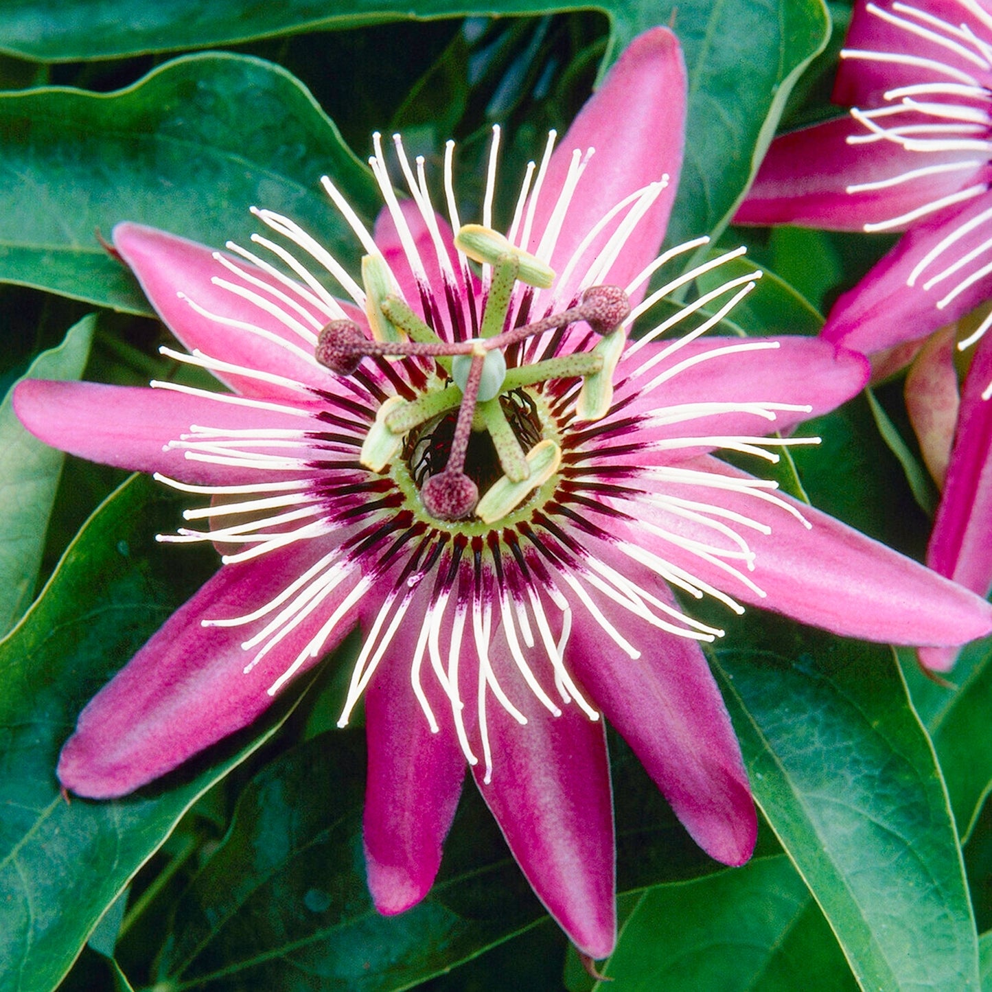 Passion Flower Plant | Victoria