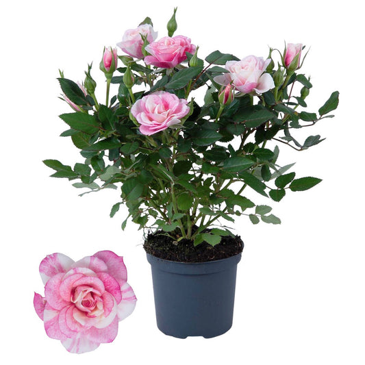 Flowering Rose | Piia | Potted Houseplants