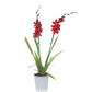 Burrageara Orchid | Nelly Isler Red Velvet