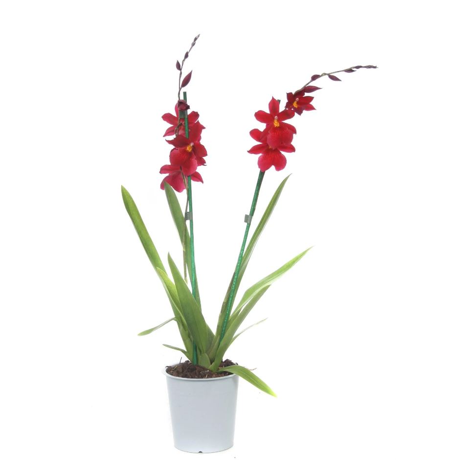 Burrageara Orchid | Nelly Isler Red Velvet