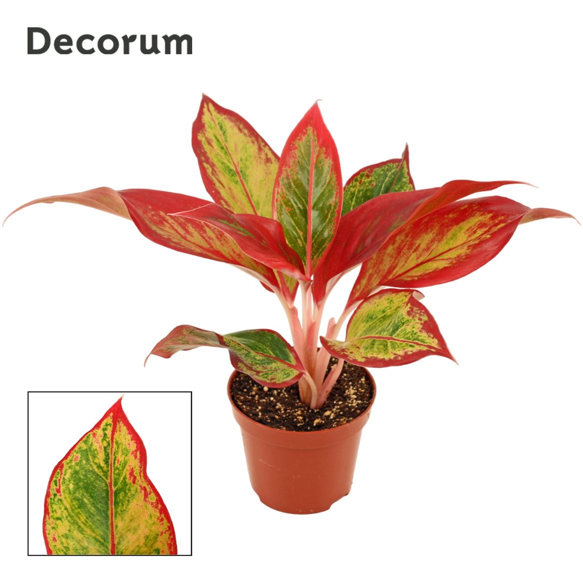 Chinese Evergreen | Red Fire