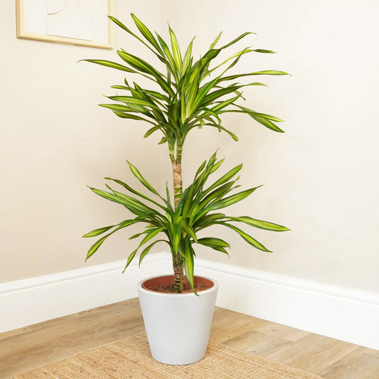 Palm | Riki | Hard To Find | Valentine's Day Plants & Gifts