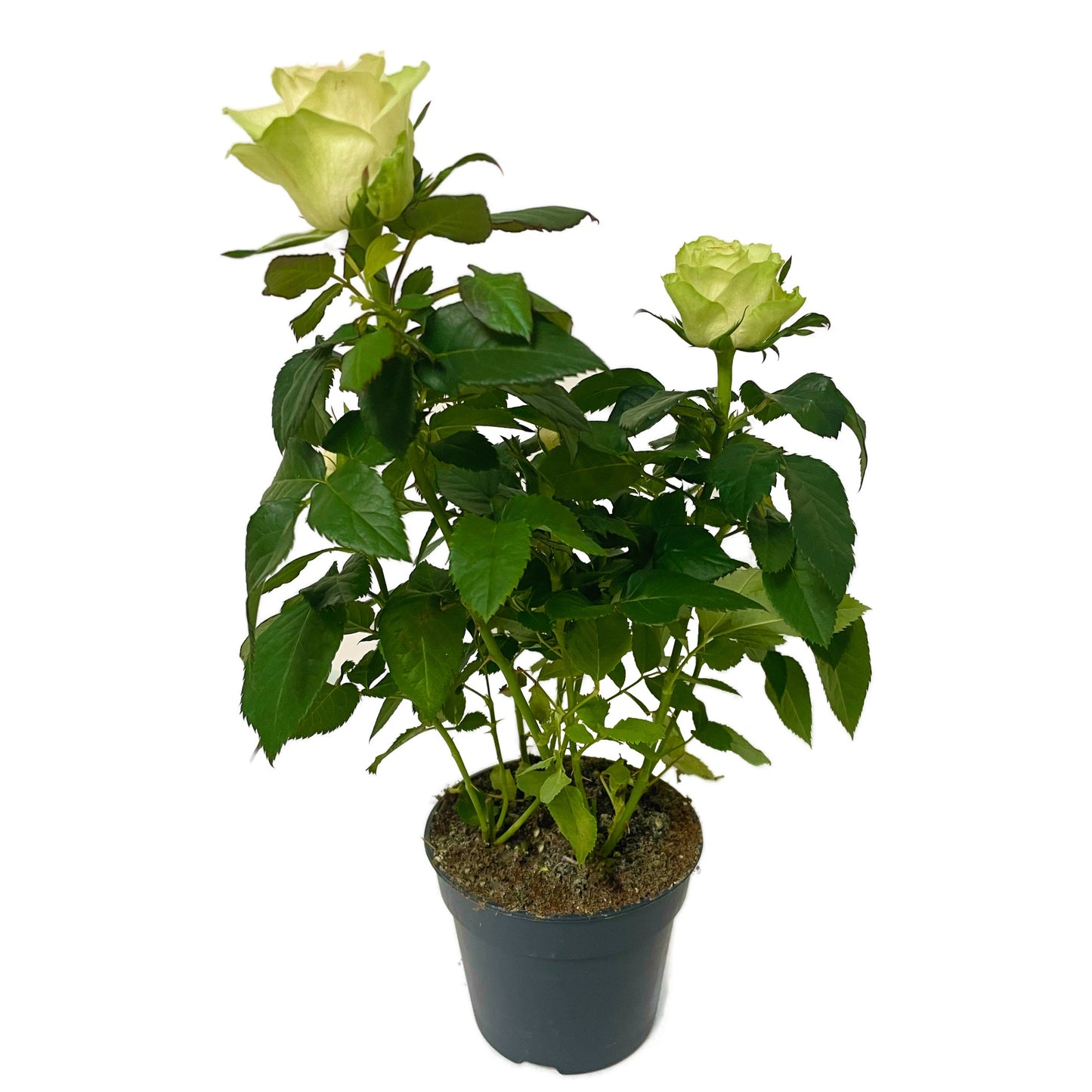 Flowering Rose | Lime