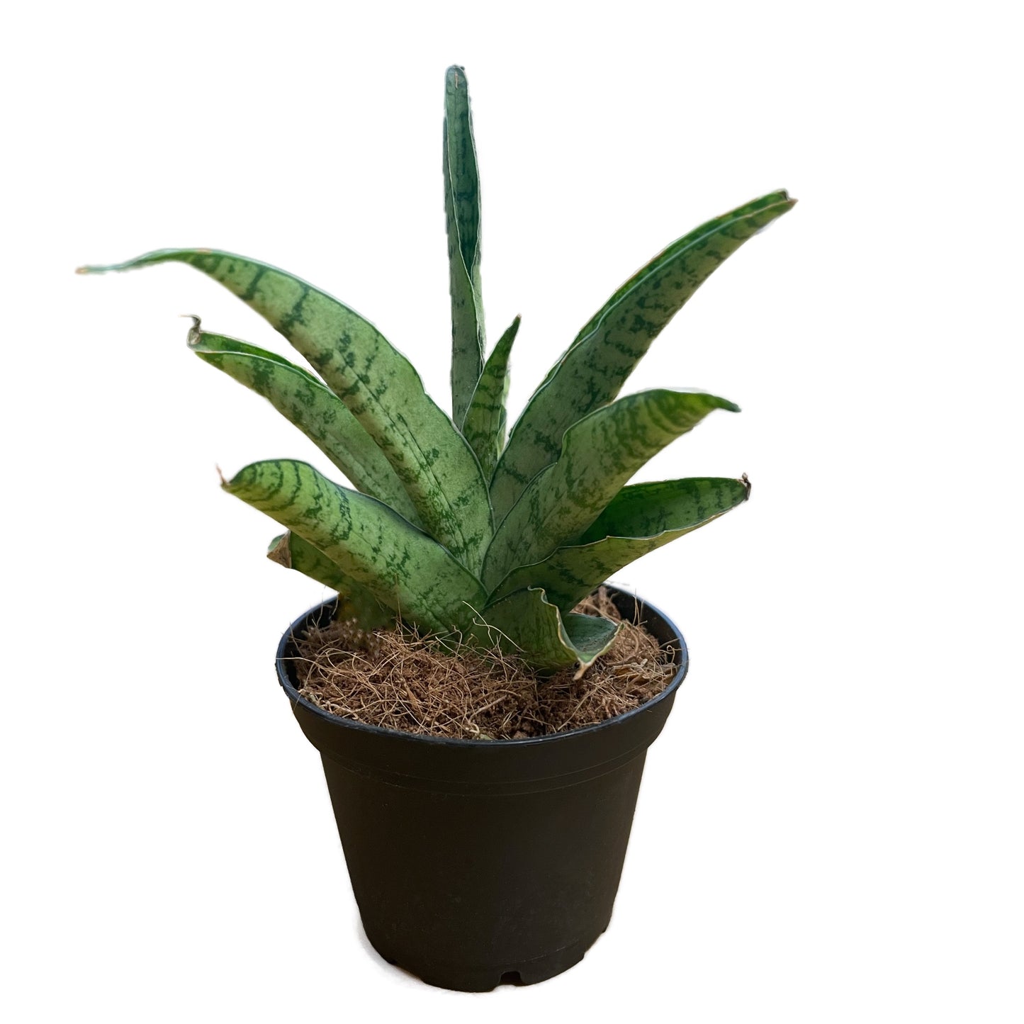 Sansevieria Star