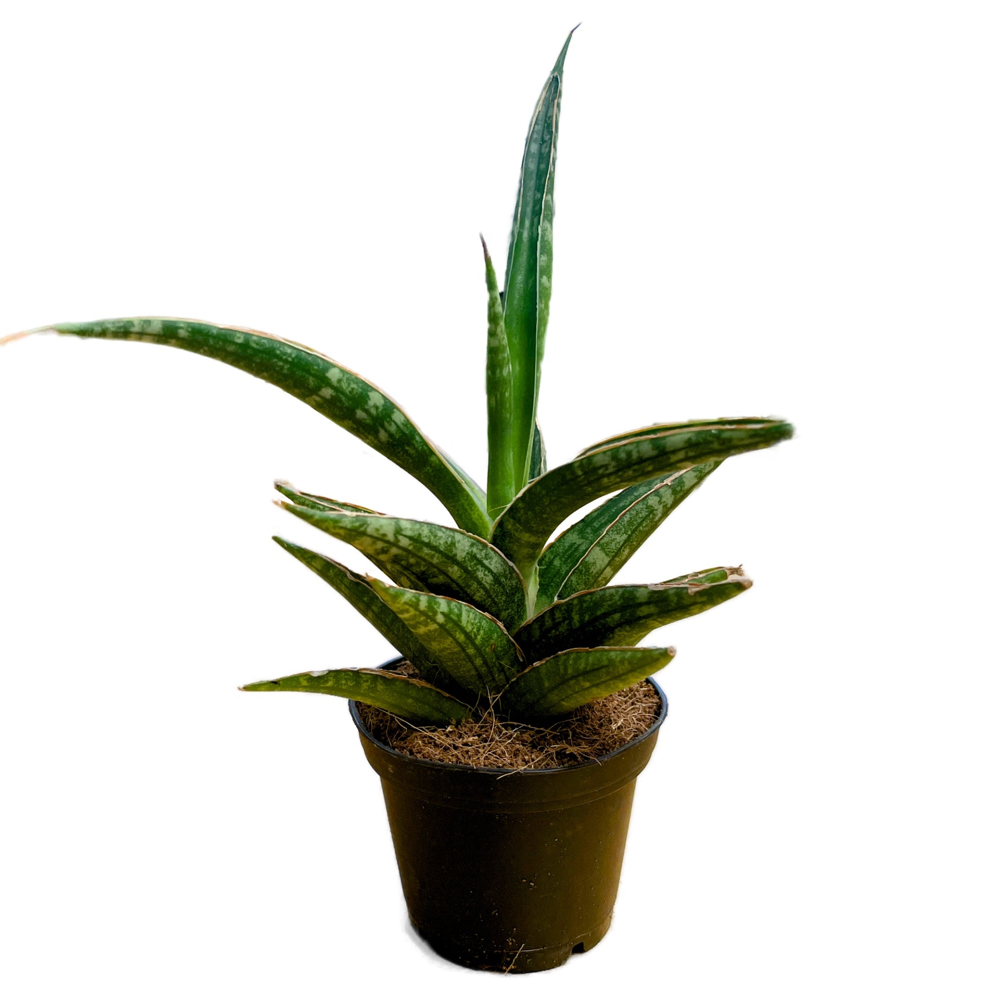 Snake Plant | Shooting Star