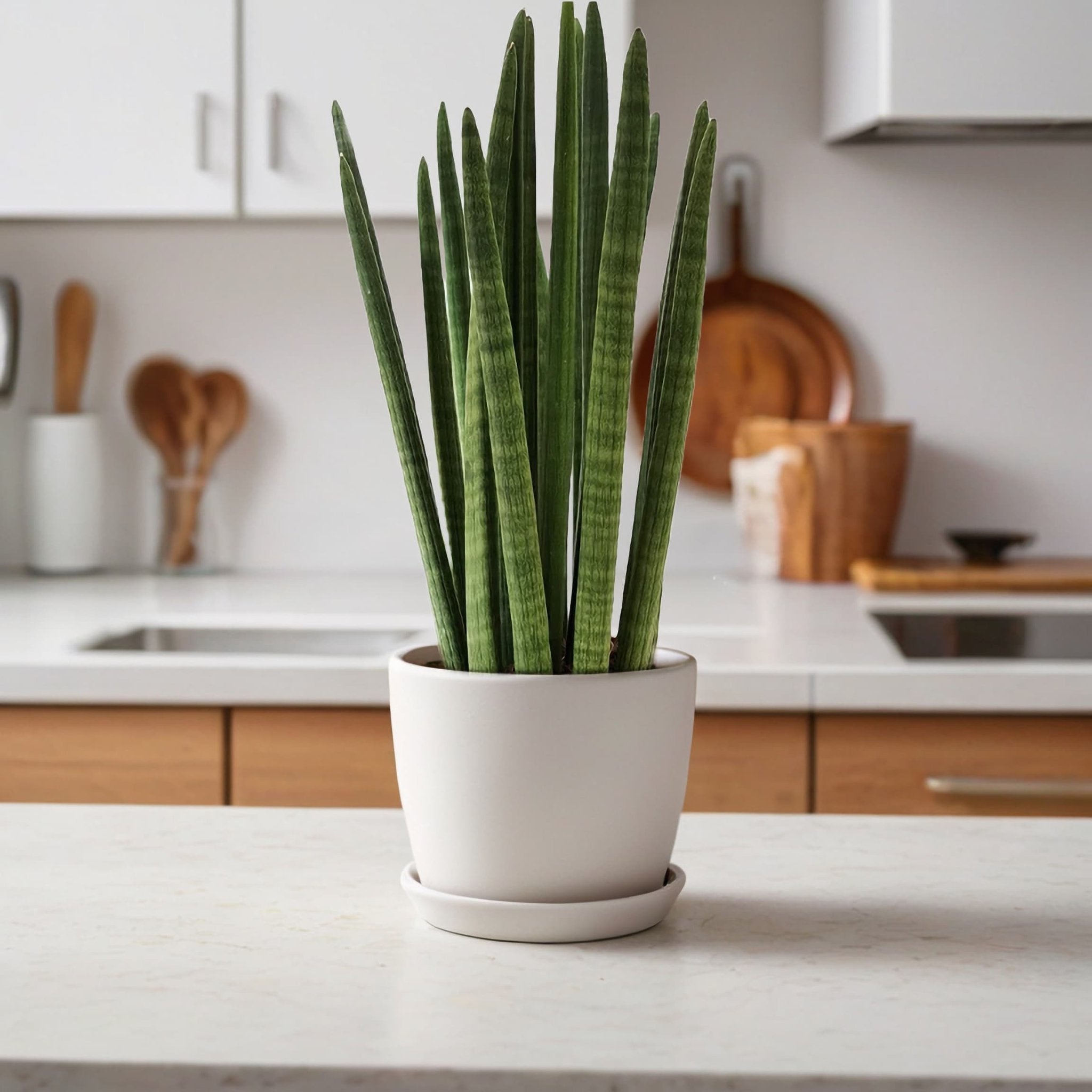 Snake plant deals pot